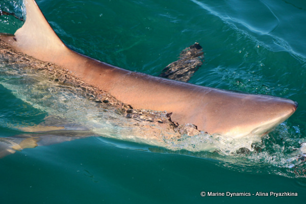 Bronze whaler, gansbaai, south africa